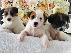 PoulaTo: Όμορφα κουτάβια Jack Russell,